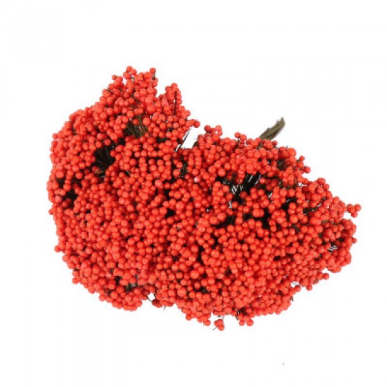 Gipsofila crvena